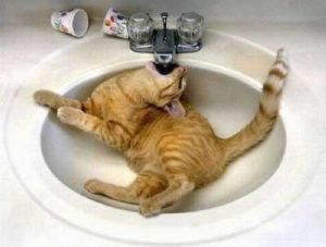 почему кот пьет воду из унитаза