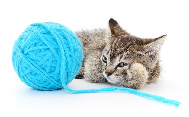 cat with ball of yarn 136670 9