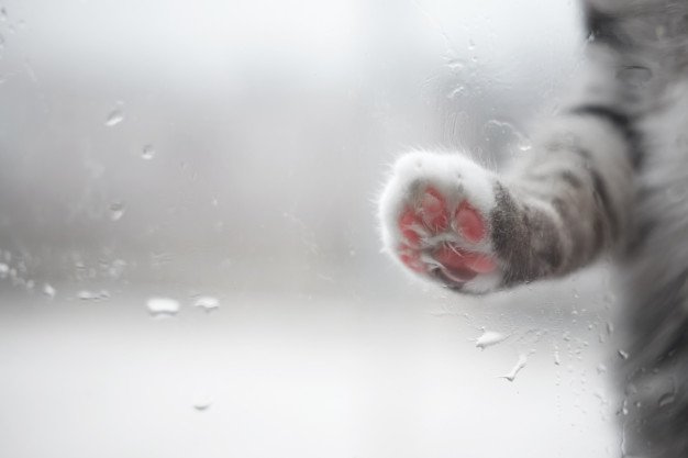 cat s paw on a rainy window outside copy space 133994 1634